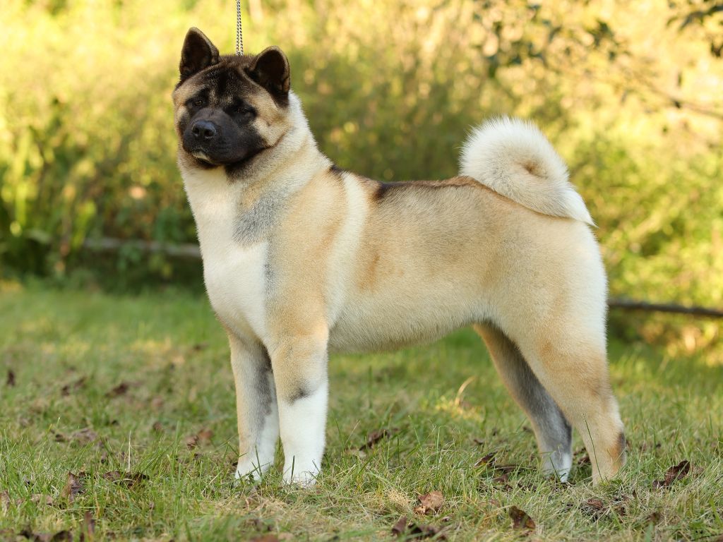 Arwen Des Gardiens De L'arche De Noé