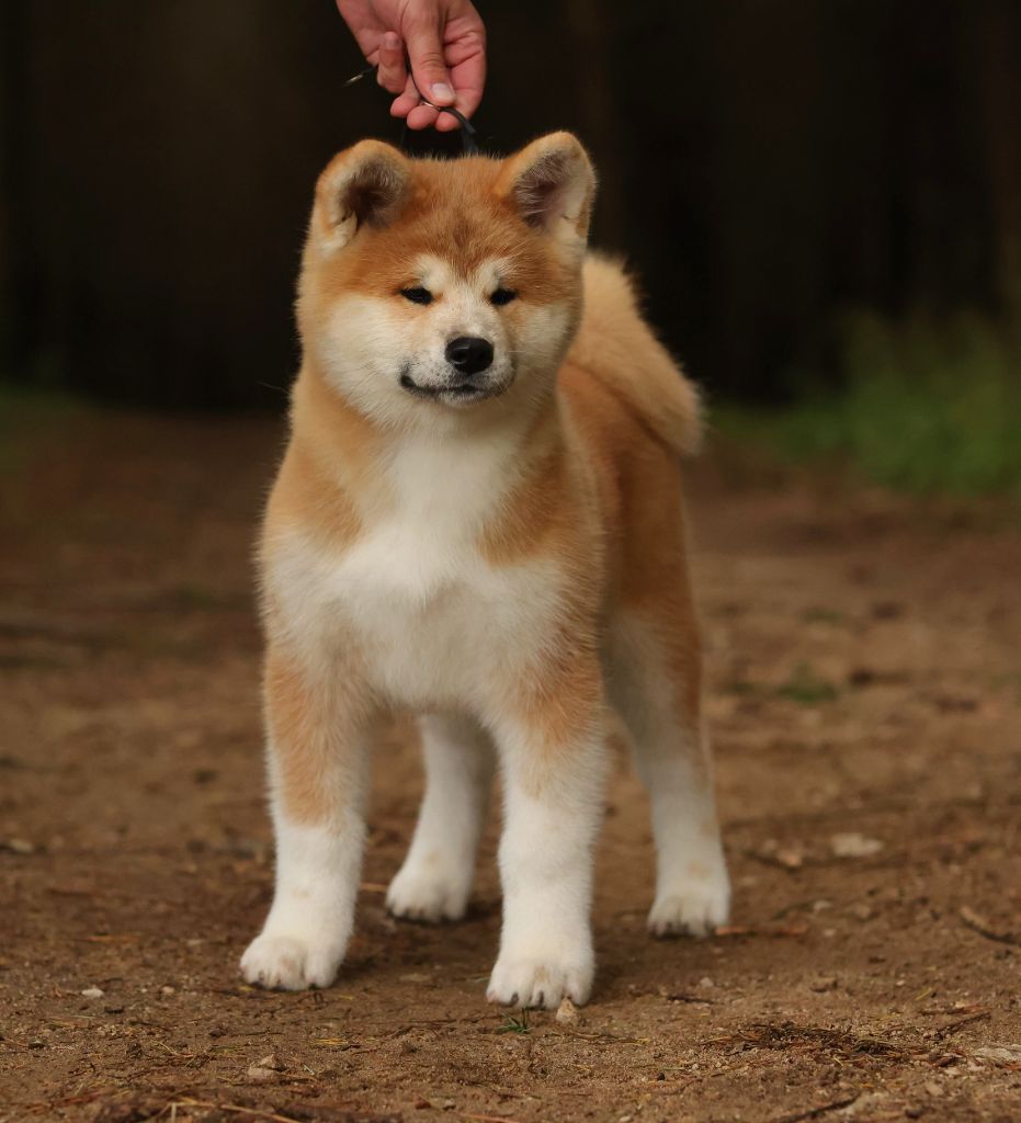 kazan no - Chiot disponible  - Akita