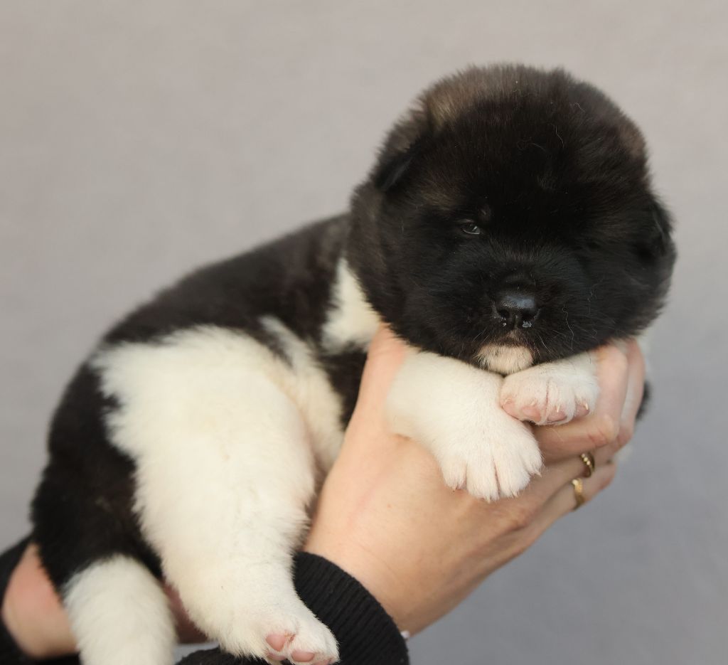 kazan no - Chiot disponible  - Akita americain