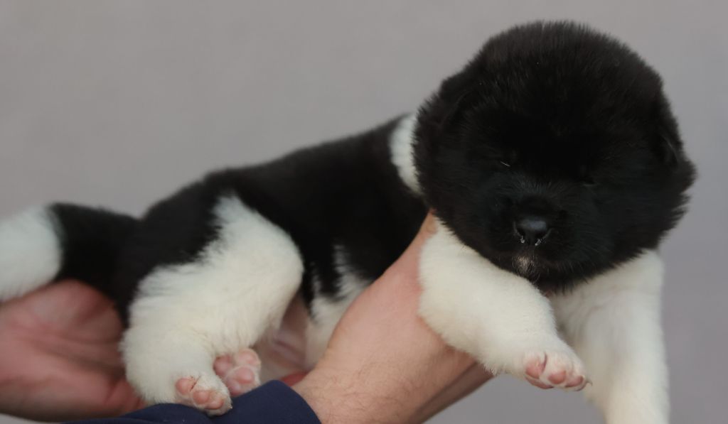 kazan no - Chiot disponible  - Akita americain