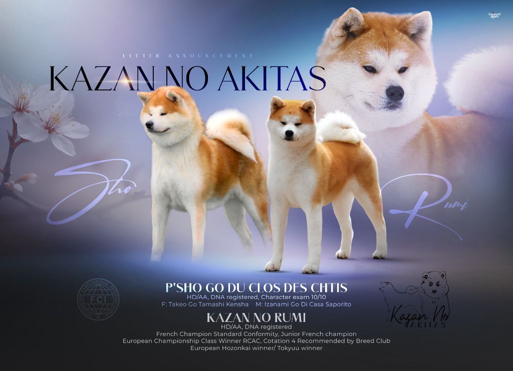 chiot Akita kazan no