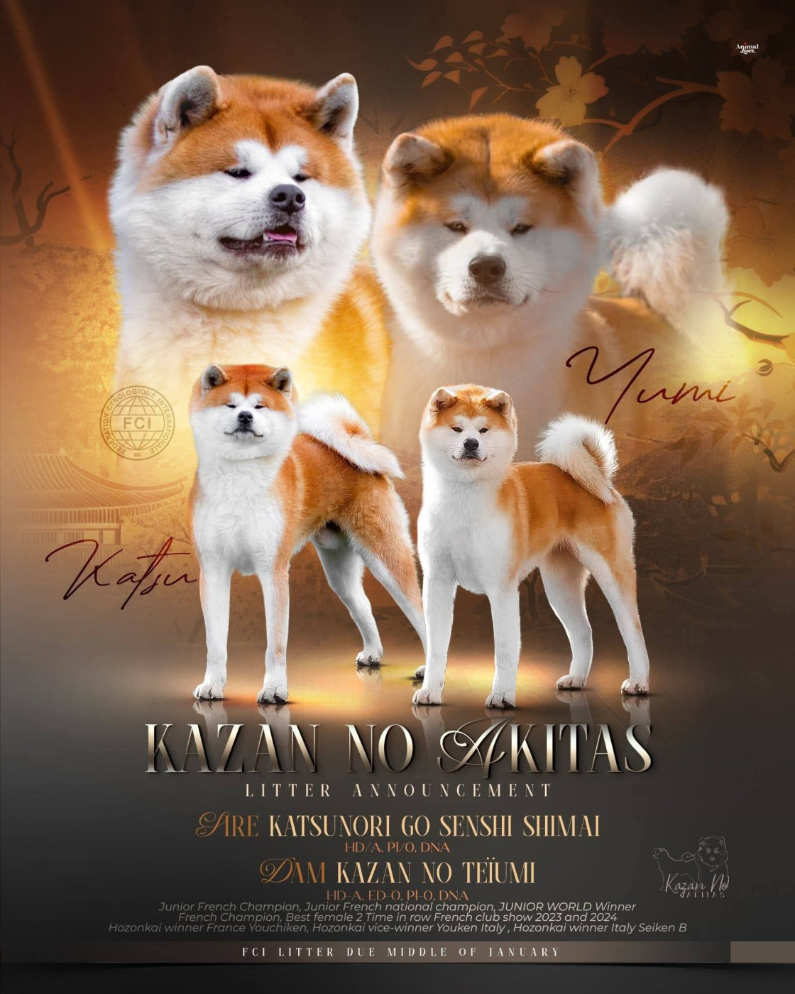 Chiot Akita kazan no