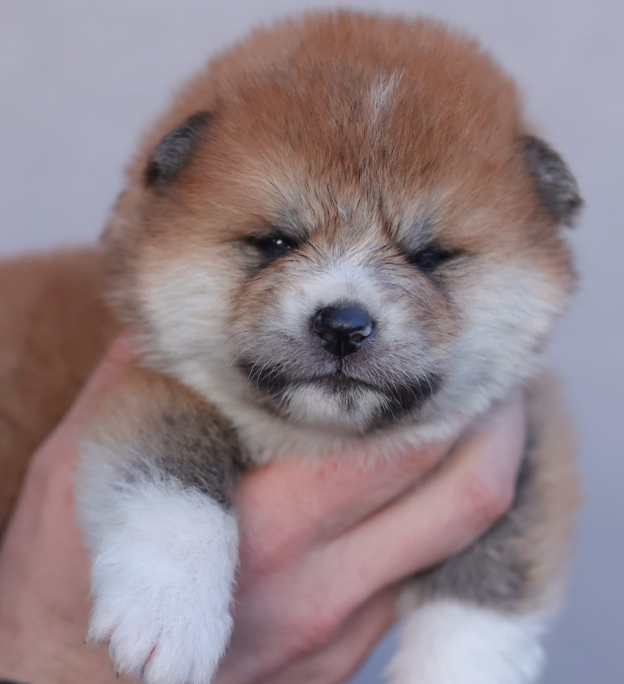 kazan no - Chiots disponibles - Akita