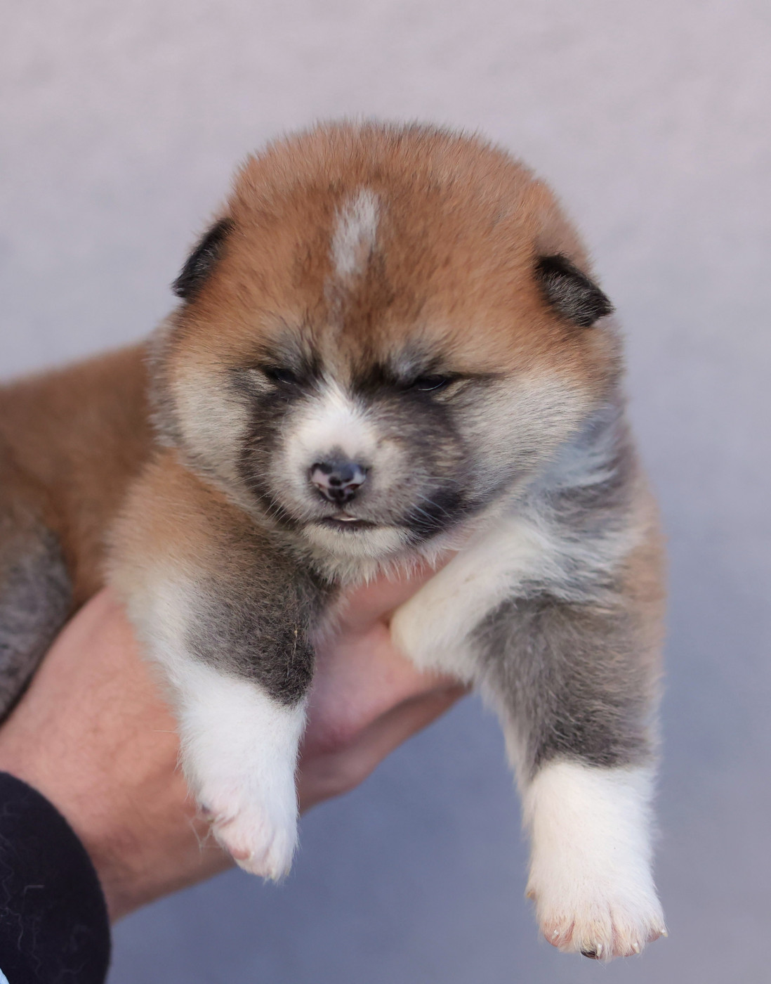 kazan no - Chiots disponibles - Akita