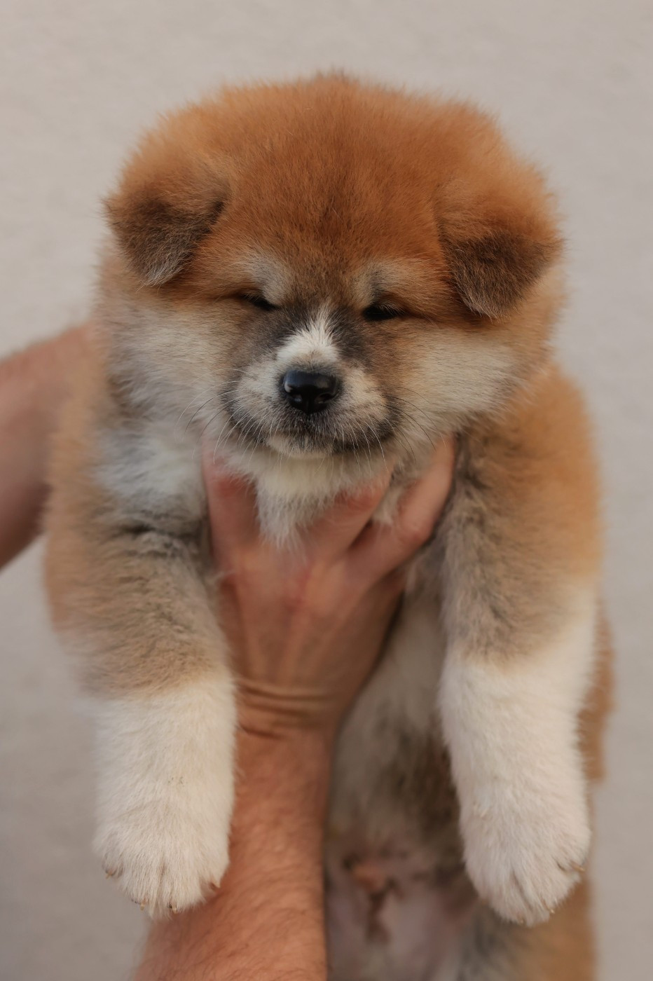 kazan no - Chiots disponibles - Akita