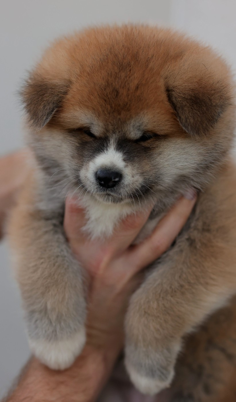 kazan no - Chiots disponibles - Akita