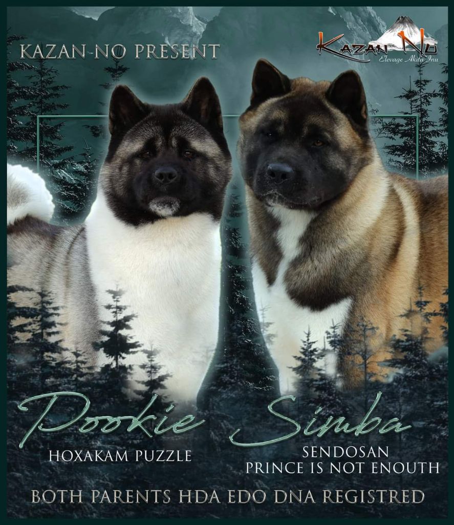 Chiot Akita americain kazan no