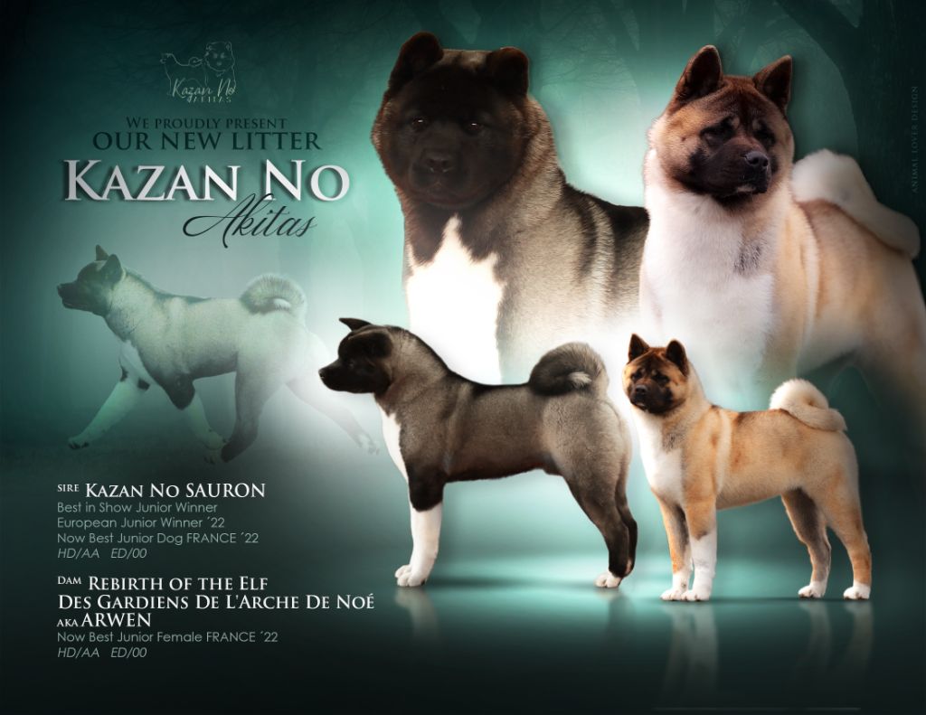 Chiot Akita americain kazan no