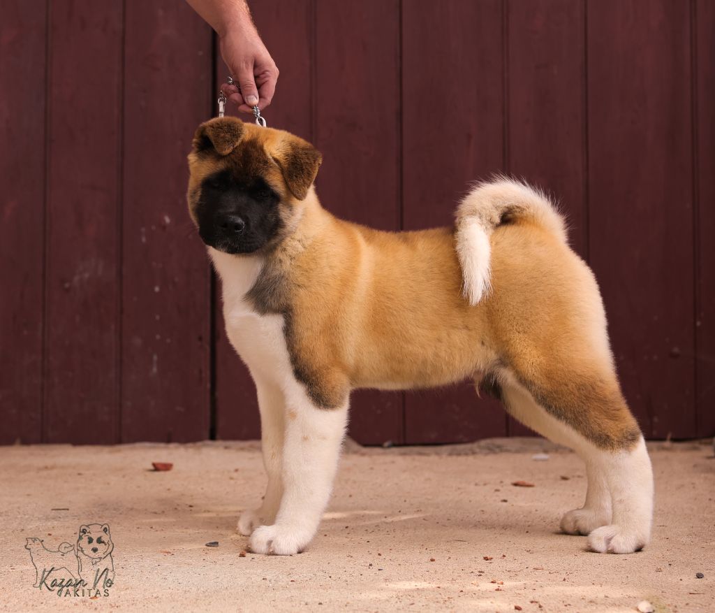 kazan no - Chiots disponibles - Akita americain