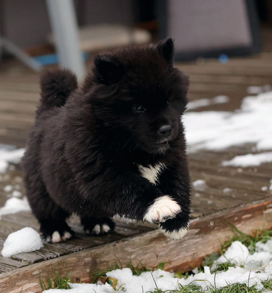 kazan no - Chiots disponibles - Akita americain